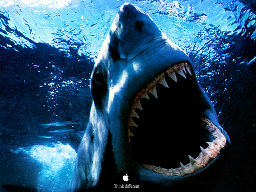 Great white shark Powerbook Ad